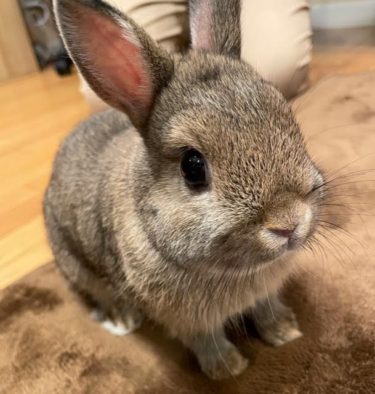 うさぎを飼い始めました( ´ ▽ ` )ラテくんと申します！