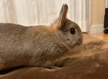 うさぎのラテくん観察日記２