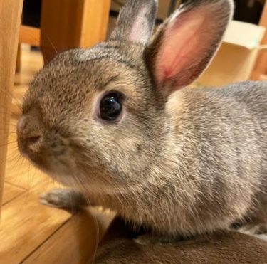 おうち初上陸〜！うさぎのラテくん観察日記です