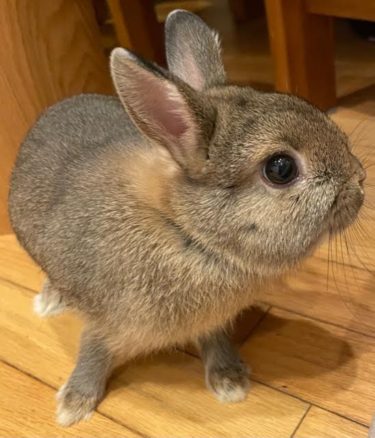 うさぎのラテくんのエサ（ごはん）を紹介ー！ペレット編